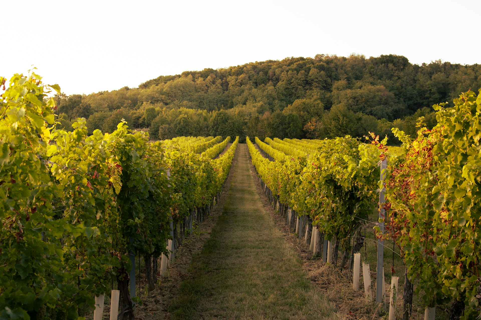 Yoga dans les vignes en Alsace